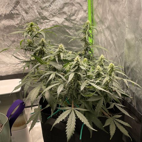 Double Kush Cake growlog timeline photo