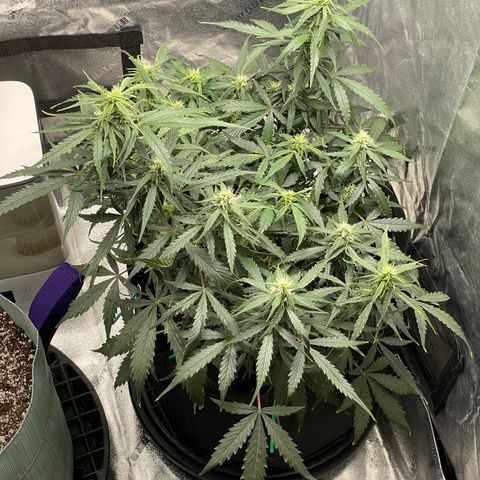 Double Kush Cake growlog timeline photo