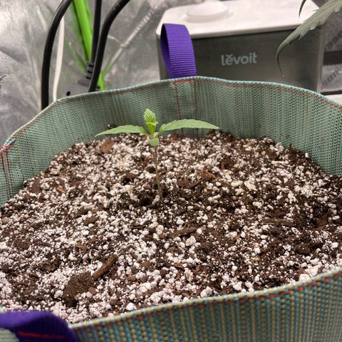 Double Grape growlog timeline photo