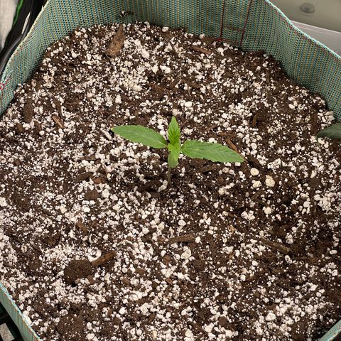 Double Grape growlog timeline photo