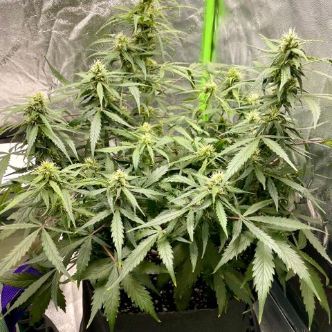 Double Kush Cake growlog timeline photo
