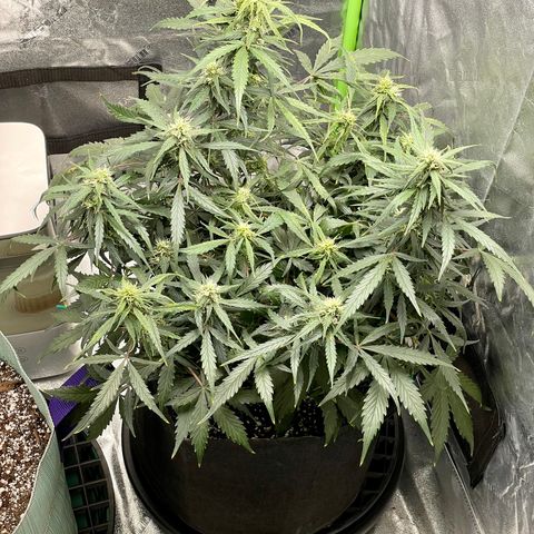 Double Kush Cake growlog timeline photo