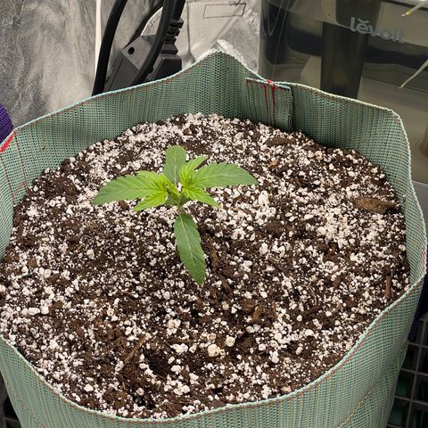 Double Grape growlog timeline photo