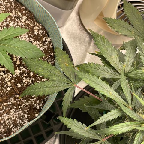 Double Kush Cake growlog photo: Cal deficiency, need to add to next watering
