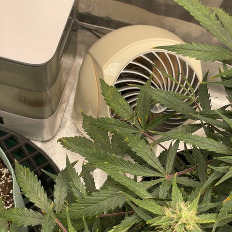 Double Kush Cake growlog photo: Cal deficiency, need to add to next watering