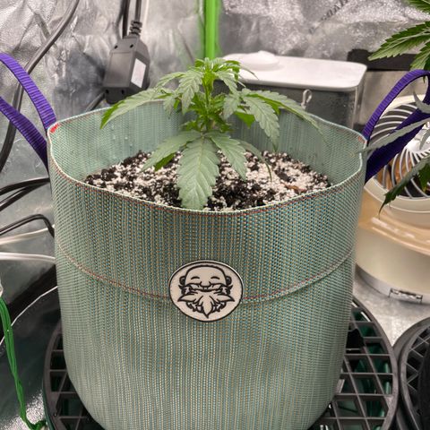 Double Grape growlog timeline photo