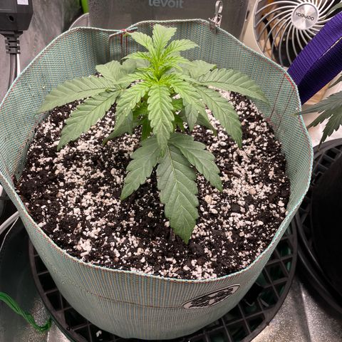 Double Grape growlog timeline photo