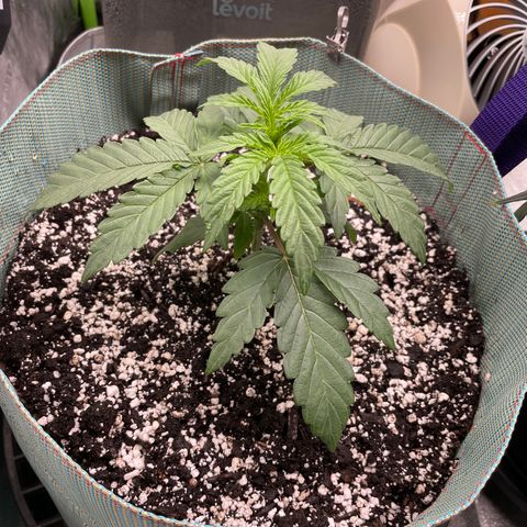 Double Grape growlog timeline photo