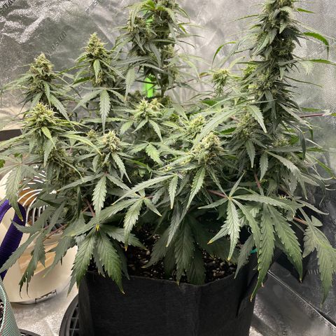 Double Kush Cake growlog timeline photo