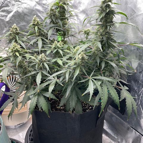 Double Kush Cake growlog timeline photo