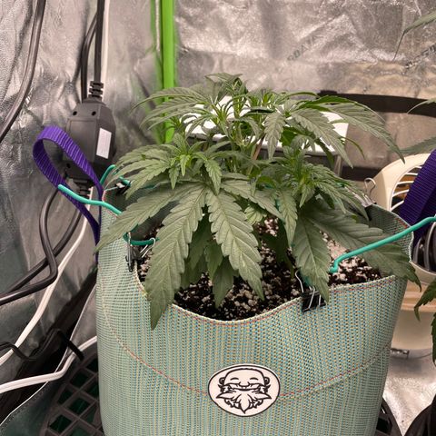Double Grape growlog timeline photo