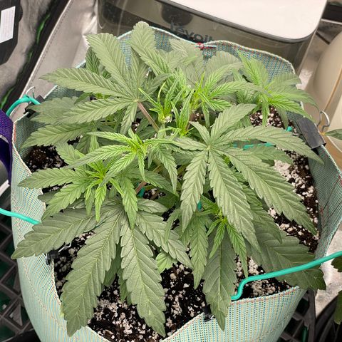 Double Grape growlog timeline photo