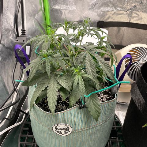 Double Grape growlog timeline photo