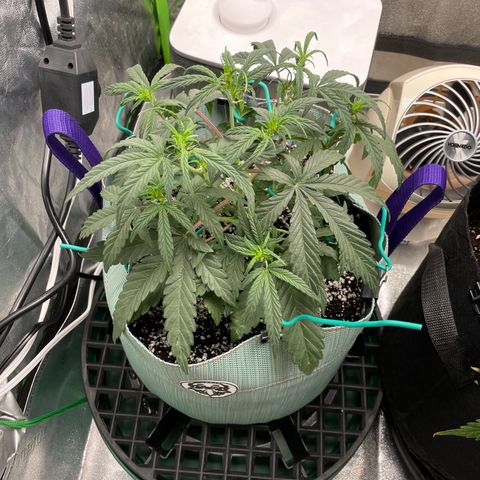 Double Grape growlog timeline photo