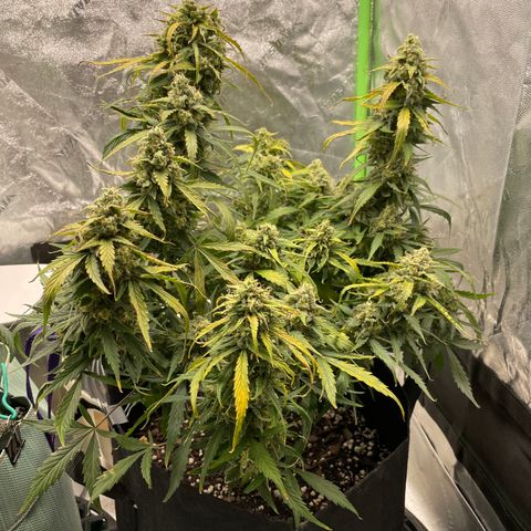Double Kush Cake growlog timeline photo