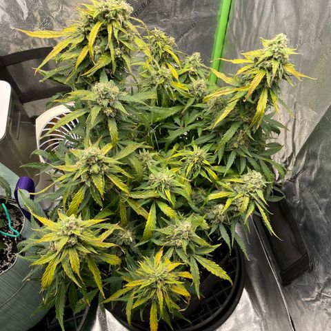 Double Kush Cake growlog timeline photo