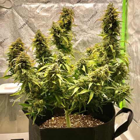 Double Kush Cake growlog timeline photo
