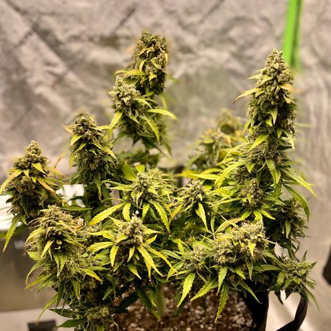 Double Kush Cake growlog timeline photo