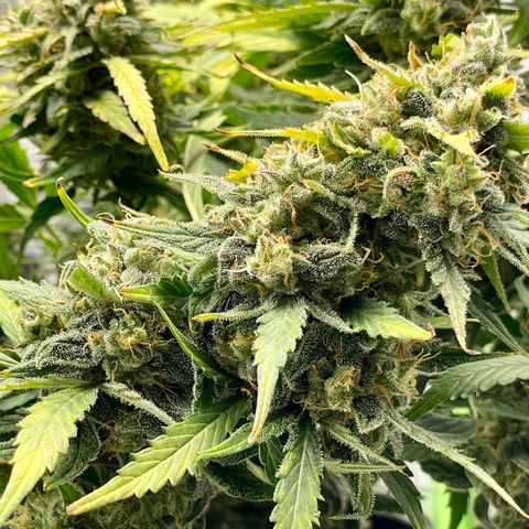 Double Kush Cake growlog timeline photo