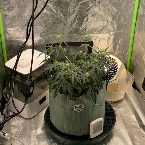 Double Grape growlog timeline photo