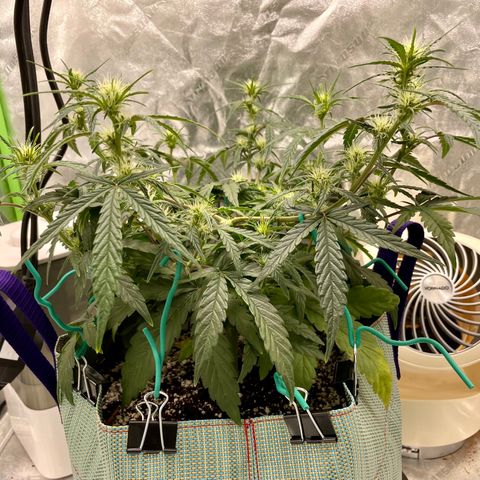 Double Grape growlog timeline photo