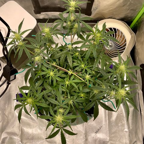 Double Grape growlog timeline photo