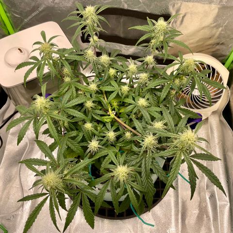 Double Grape growlog timeline photo