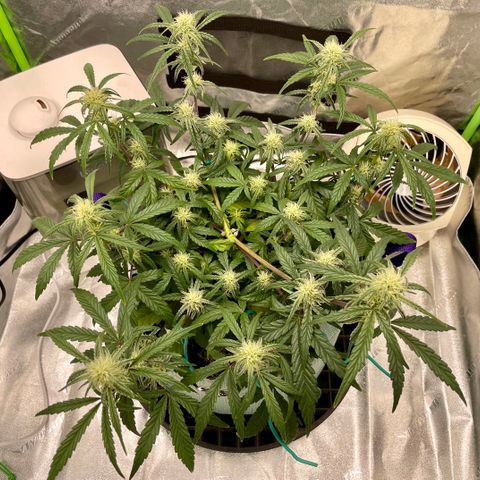 Double Grape growlog timeline photo