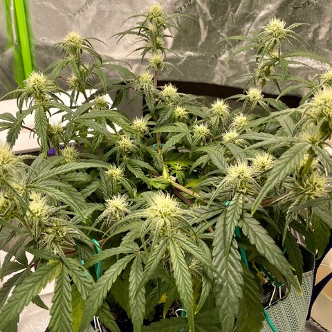Double Grape growlog timeline photo