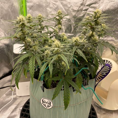 Double Grape growlog timeline photo