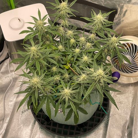 Double Grape growlog timeline photo