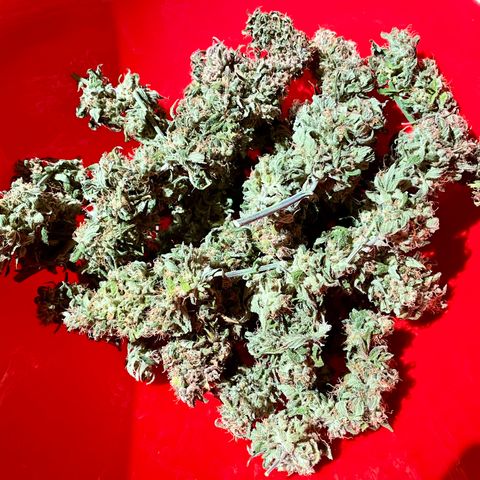 Double Kush Cake growlog timeline photo
