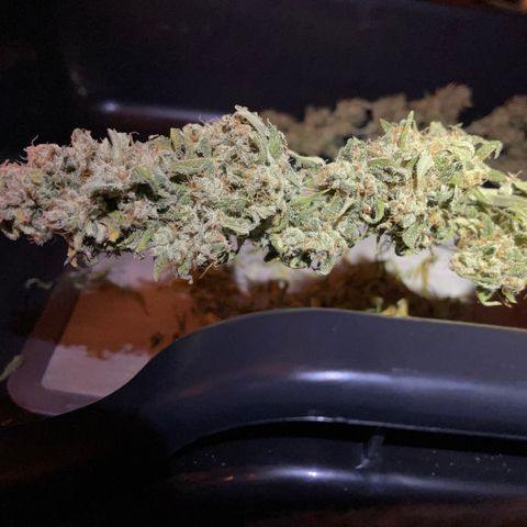 Double Kush Cake growlog timeline photo