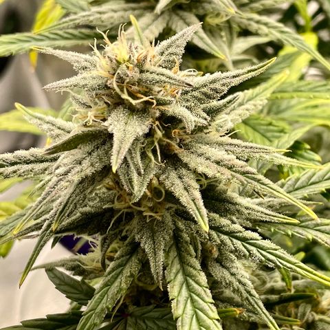 Double Grape growlog timeline photo