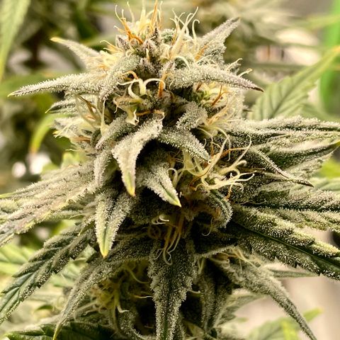 Double Grape growlog timeline photo