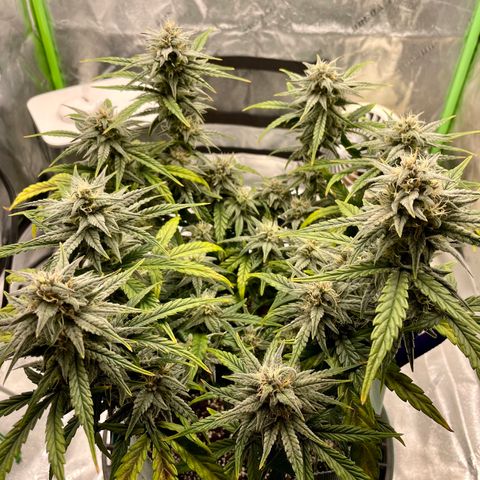Double Grape growlog timeline photo
