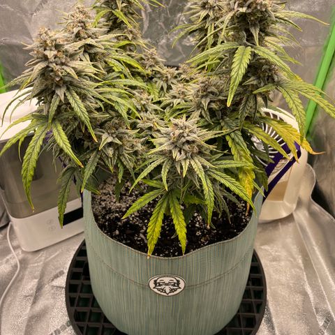Double Grape growlog timeline photo