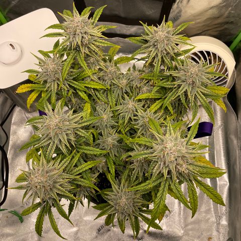 Double Grape growlog timeline photo