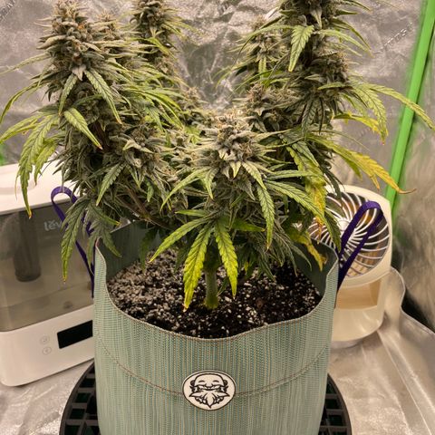 Double Grape growlog timeline photo