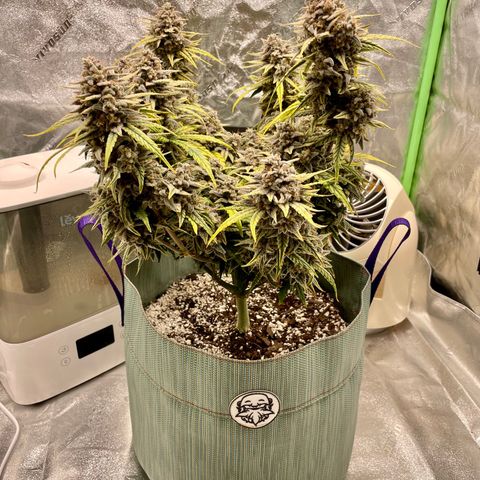 Double Grape growlog timeline photo