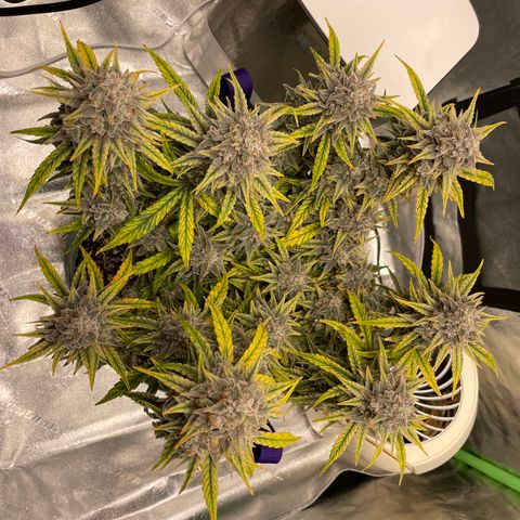 Double Grape growlog timeline photo