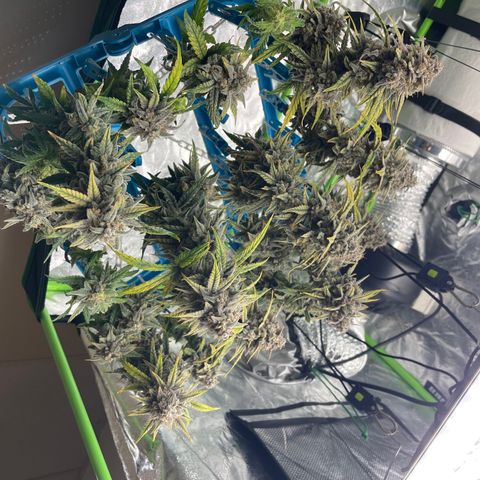 Double Grape growlog timeline photo