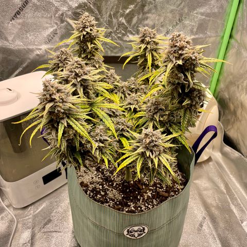 Double Grape growlog timeline photo