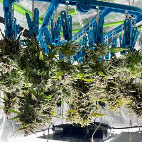 Double Grape growlog timeline photo