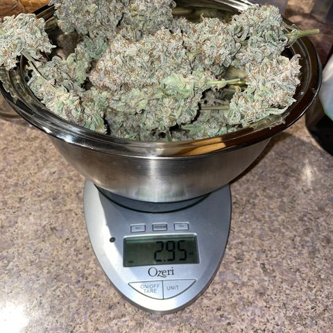 Double Grape growlog timeline photo