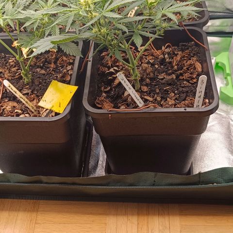 (#1) OG Kush A growlog photo: Nachdem die Töpfe ünergelaufen sind, habe ich das Scrog Netz entfernt, die Pflanzen rausgenommen und die Zeltwanne sowie die Untersetzer gereinigt. 
Ohne Scrog Netz Pflanzen wieder reingestellt, dafür mit einem Radio mit klassischer Musik 