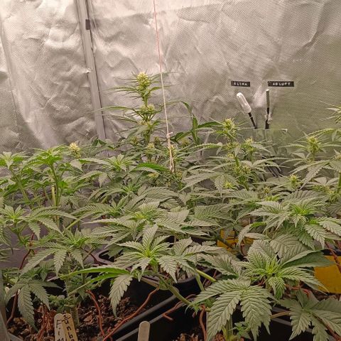 (#1) OG Kush A growlog timeline photo