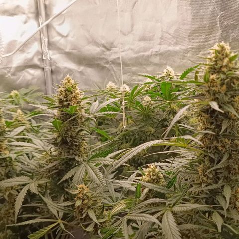 (#1) OG Kush A growlog timeline photo