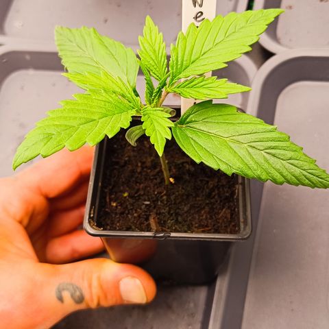 (#1) OG Kush A growlog timeline photo