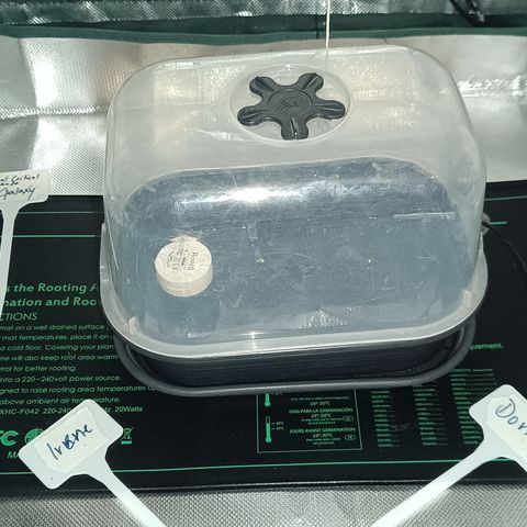 Royal Critical Auto Galaxy J. (3.) growlog photo: Keimlinge in Easy Plug gesetzt